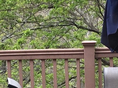 Dumetella carolinensis