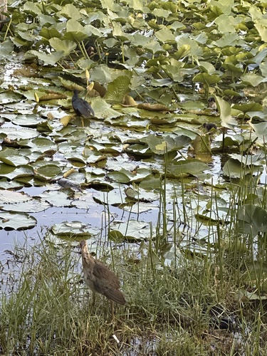 iNaturalist image