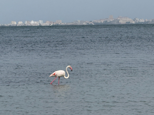 iNaturalist image