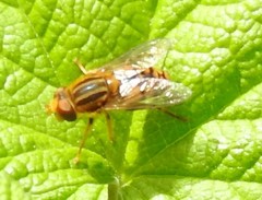 Parhelophilus laetus