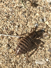 Cyphoderris