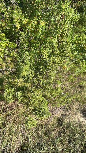 redberry juniper