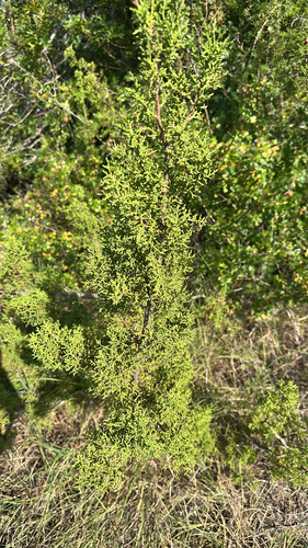 redberry juniper