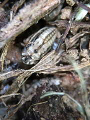 Aphrodinae