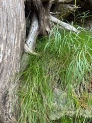 Carex eburnea, photograph (c) Brandon Corder, some rights reserved (CC BY)