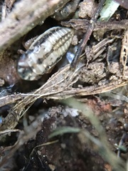 Aphrodinae