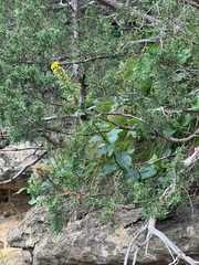 Solidago sciaphila