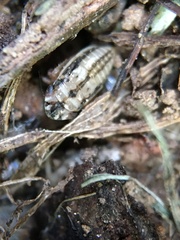 Aphrodinae