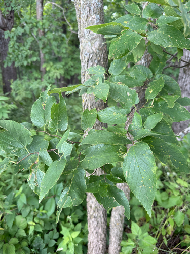 common hackberry