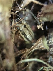 Aphrodinae