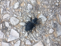 Tentyria rotundata orbicollis
