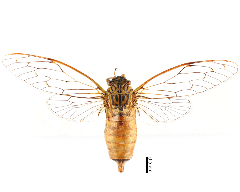 Aetanna shensiensis