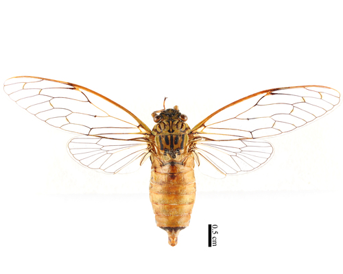 Aetanna shensiensis
