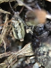 Aphrodinae