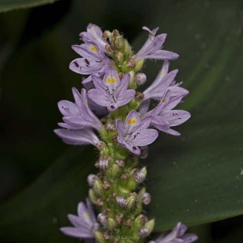 Pontederia sagittata, photograph 3