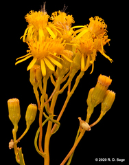 Senecio subulatus
