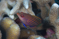 Pseudocheilinus hexataenia