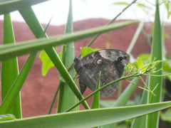 Opsiphanes invirae amplificatus
