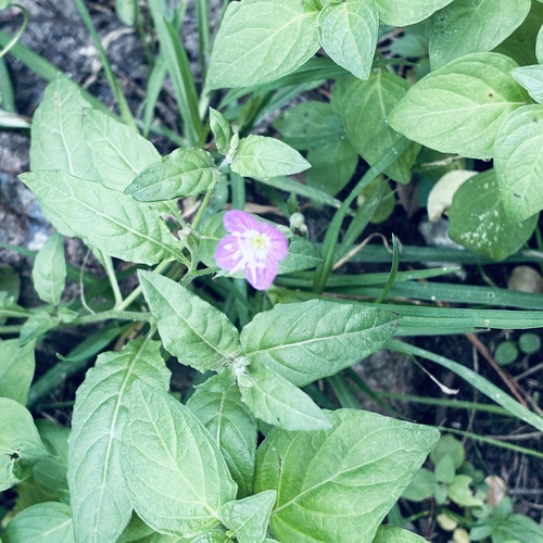 rose evening primrose