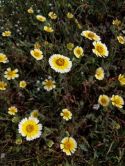 Layia gaillardioides