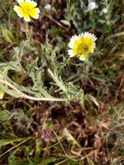 Layia gaillardioides