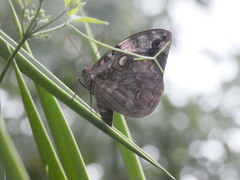 Opsiphanes invirae amplificatus
