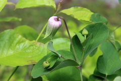 Clematis carrizoensis