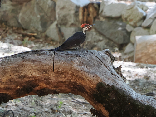 iNaturalist observation photo of Pileated Woodpecker