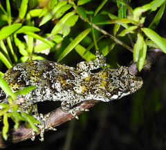 Mokopirirakau granulatus