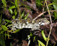 Mokopirirakau granulatus