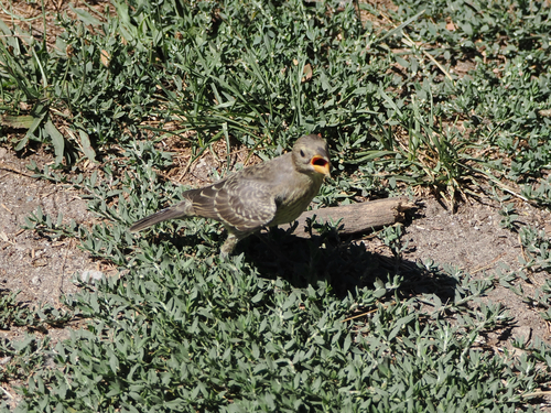 iNaturalist observation photo of Brown-headed Cowbird