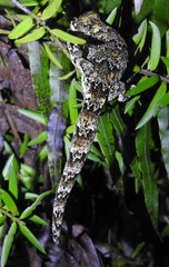 Mokopirirakau granulatus