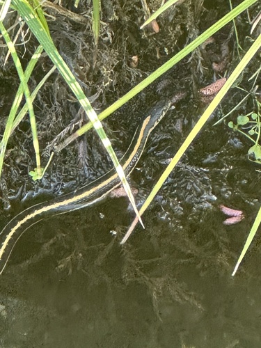 iNaturalist observation photo of Western Terrestrial Garter Snake