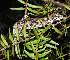 Mokopirirakau granulatus