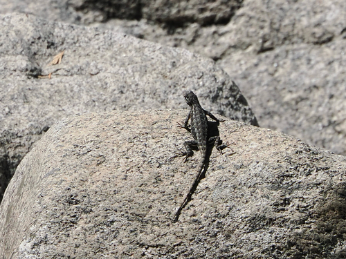 iNaturalist observation photo of Western Fence Lizard