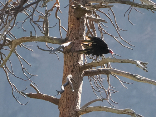 iNaturalist observation photo of Turkey Vulture