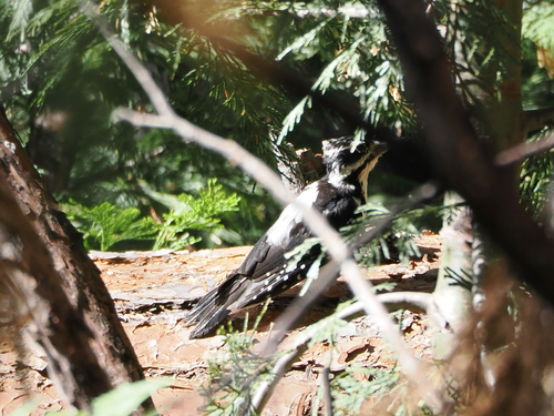 iNaturalist observation photo of Hairy Woodpecker