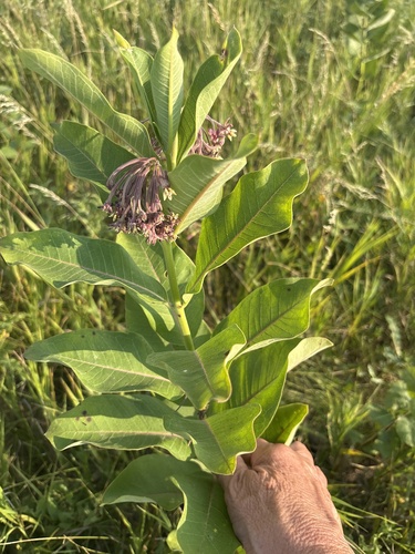 common milkweed