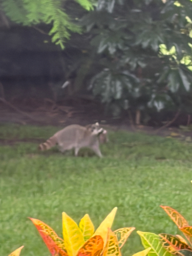 Common Raccoon