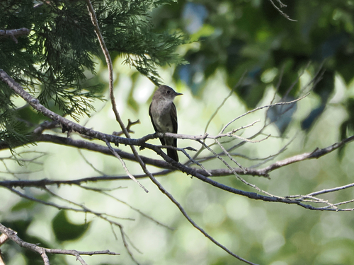 iNaturalist observation photo of Western Wood-Pewee