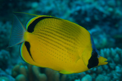 Chaetodon semeion