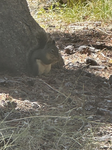 iNaturalist observation photo of Douglas's Squirrel