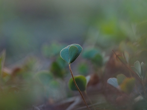 Marsilea quadrifolia, photograph 6