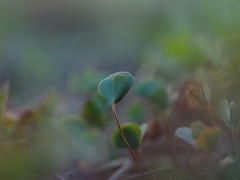 Marsilea quadrifolia, photograph (c) carnifex, some rights reserved (CC BY)