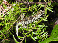 Mokopirirakau granulatus