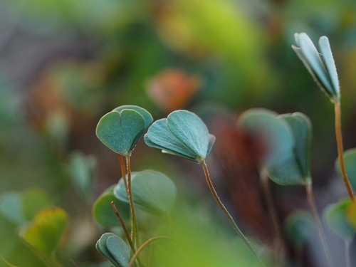 Marsilea quadrifolia, photograph 3