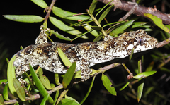Mokopirirakau granulatus