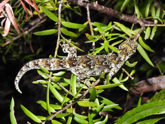 Mokopirirakau granulatus