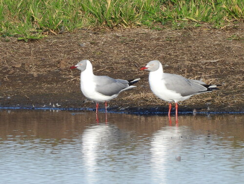 iNaturalist: (c) graciela_gplp, some rights reserved (CC BY-NC) iNaturalist image