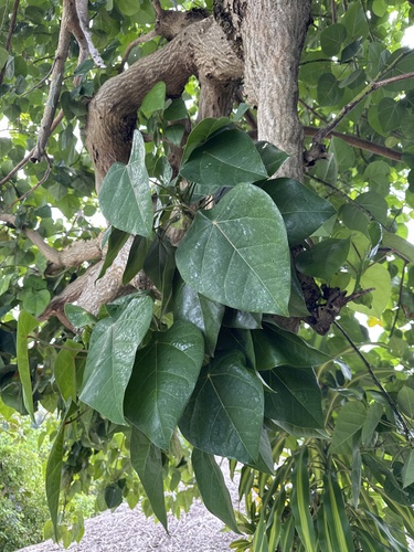 Hernandia nymphaeifolia observed 2026-07-24